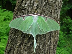 Luna Moth Photo: Charlie Schwarz