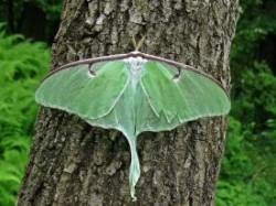 Luna Moth Photo: Charlie Schwarz