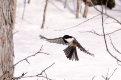 Chickadee Photo: Ken Hatch