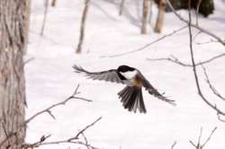 Chickadee Photo: Ken Hatch