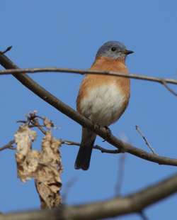 Bluebird Photo: Anonymous