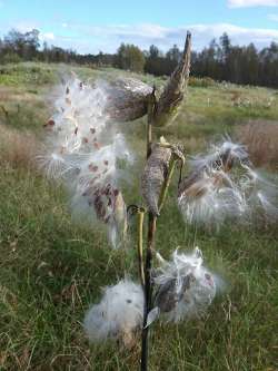 Milkweed seeds Photo: Joyce Layne