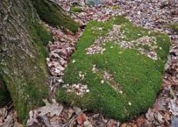 Moss Table Photo: Patricia Liddle