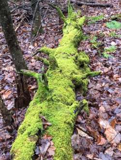 Mossy log Photo: Penelope Harris