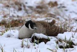 Goose Photo: Michael A. Gudreau