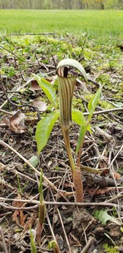 Jack in the Pulpit Photo: Norm Dube
