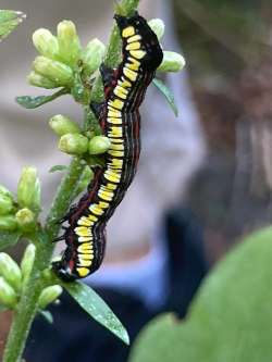 Owlet moth caterpillar Photo: Peggy Warwick