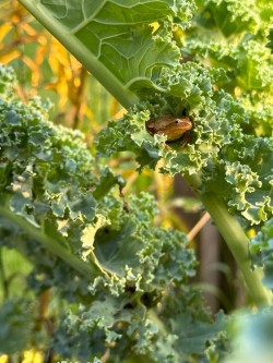 Peeper Photo: Molly Doody