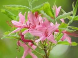 43_pinkster_azalea.jpg