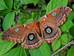 Polyphemus moth Photo: Charlie Schwarz