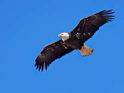 Bald eagle Photo: Charlie Schwarz