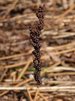 Sensitive fern Photo: Ken Hatch