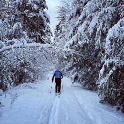 Skiing Forest Photo: Liz Burrows