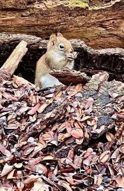 Squirrel snack Photo: Sabina Ernst