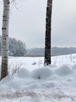 Snowy trees Photo: Brooke Nye