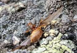 Spider Photo: Andrei Burnin