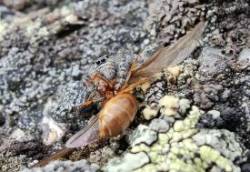 Spider Photo: Andrei Burnin