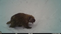 Porcupine Named Spike Photo: Paul Handy