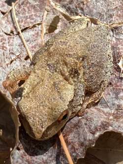 Spring peeper Photo: Sally Cornwell