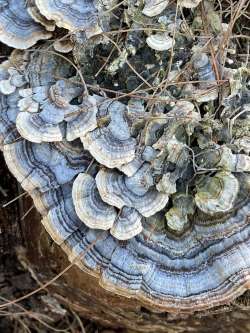 Turkey tails Photo: Louanne Nielsen