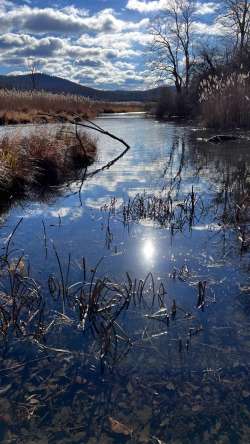 Williams river Photo: Matt DeLuca