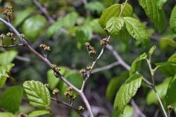 Witch hazel seeds Photo: Judy Sweet