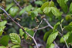 Witch hazel seeds Photo: Judy Sweet