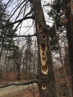 Woodpecker holes Photo: Cathy Tallen