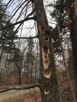 Woodpecker holes Photo: Cathy Tallen
