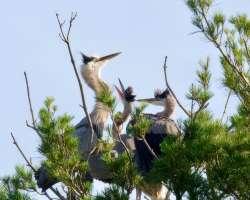 Herons Photo: Ross Lanius