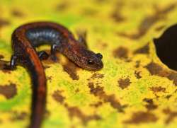 Plethodon cinereus Photo: Christine Young