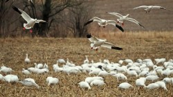 Snow geese Photo: Charlie Schwarz