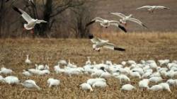 Snow geese Photo: Charlie Schwarz