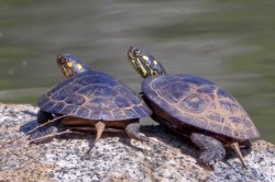 Painted turtles Photo: Karen Suhrhoff
