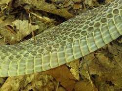 Snake skin Photo: Frank Kaczmarek