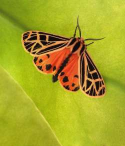 Tiger moth Photo: Frank Kaczmarek