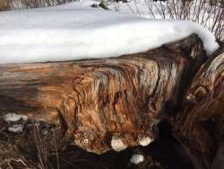 Weathered log Photo: Alfred J. Sorensen