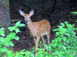 Fawn Photo: Ben Haubrich