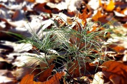 Baby pine tree Photo: Katie