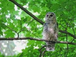 Barred Owl Photo: Tami Gingrich