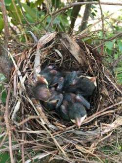 Catbirds Photo: Karen Goulet