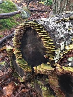 Mushroom Photo: David Porter