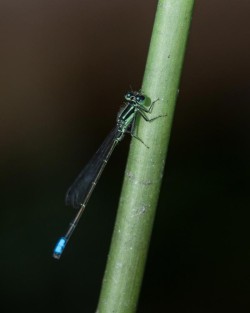 Dragonfly Photo: Frank Gorga