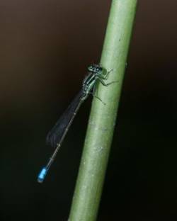 Dragonfly Photo: Frank Gorga