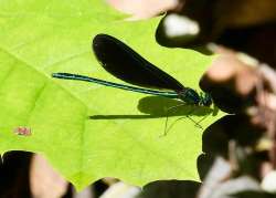 Jewelwing Photo: Karinne Heise