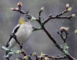 Evening grosbeak Photo: Peter Hollinger