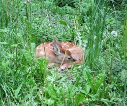 44_fawn_in_lyons,_ny.jpg