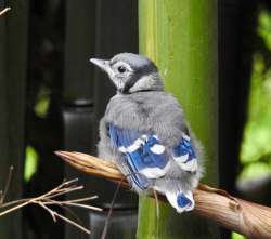 Fledgling bluejay Photo: Kathleen Bross