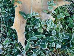 Frosty clover Photo: Bonnie Honaberger