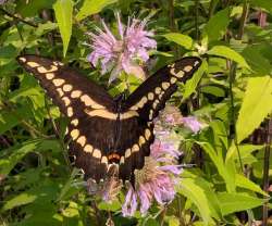 Giant swallowtail Photo: Jack Nelson